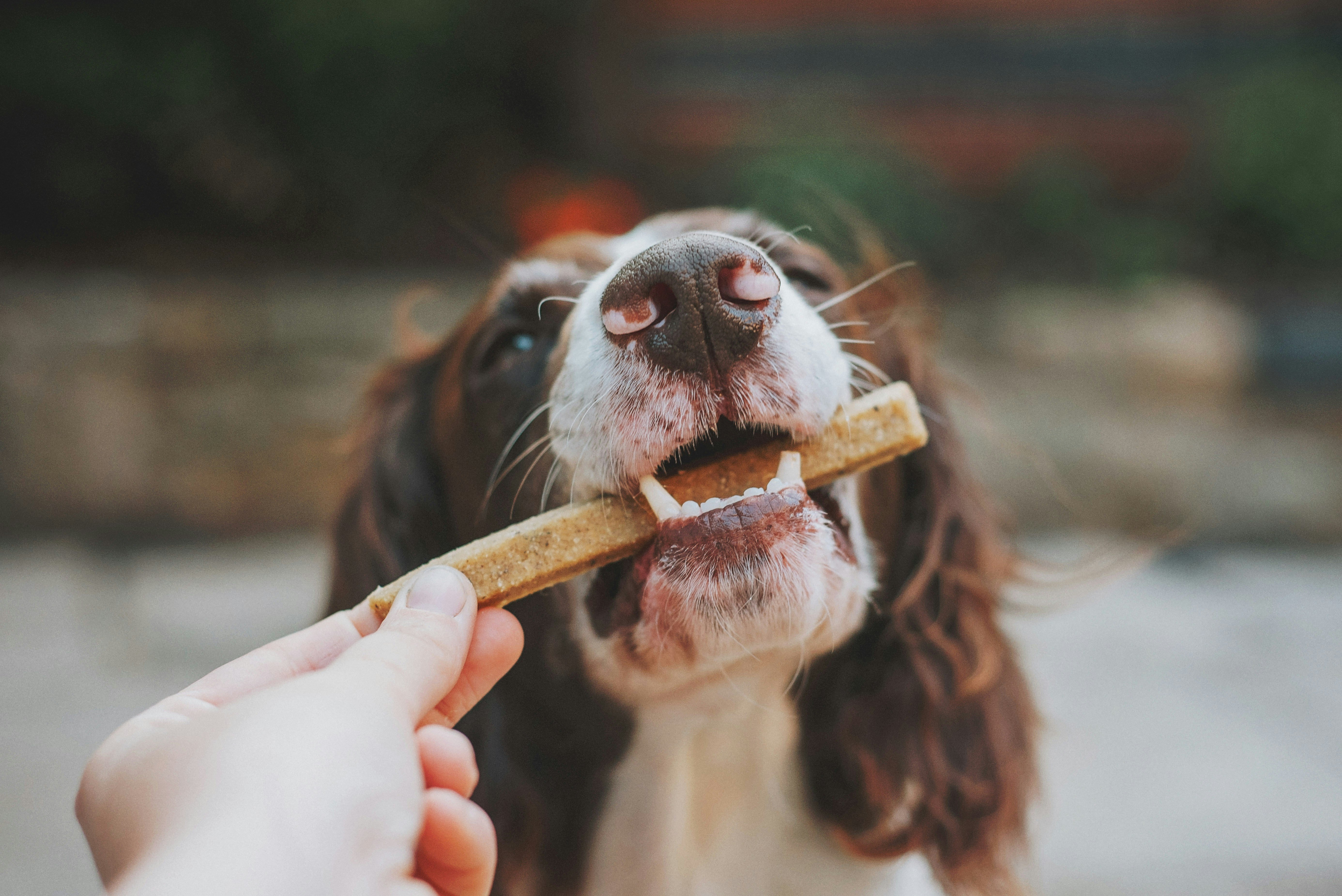 Snackek